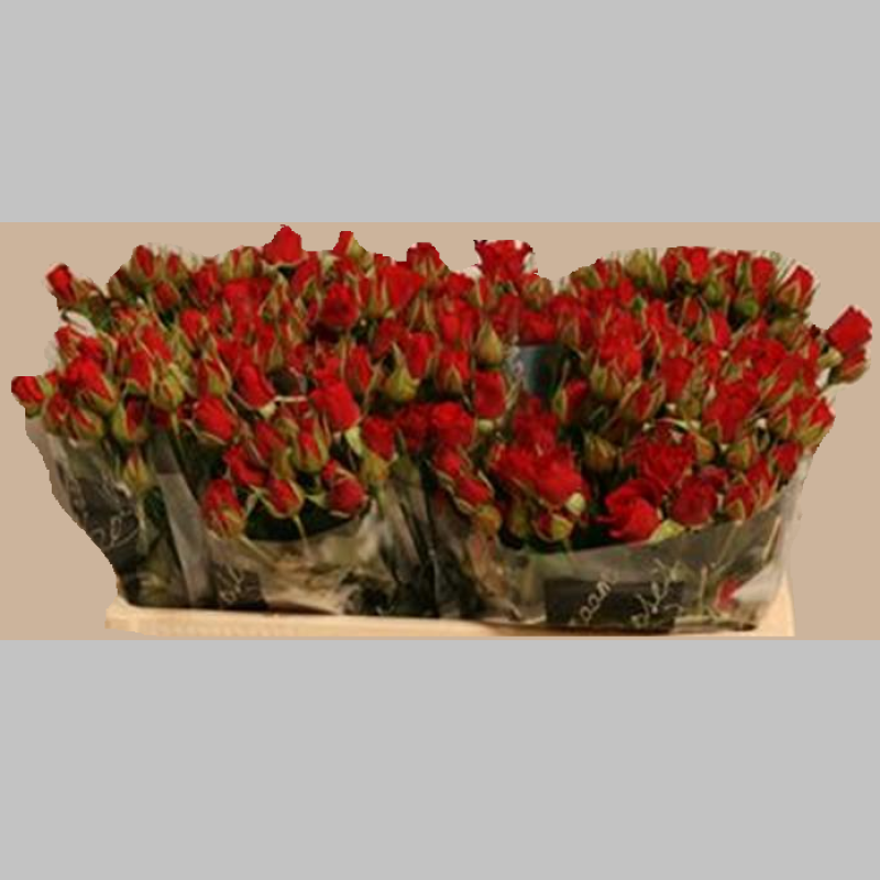 Trandafiri cu ramificatie Rosii, 40/50 cm, Pachet (10 buc.)